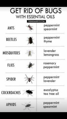 the different types of bugs and their names