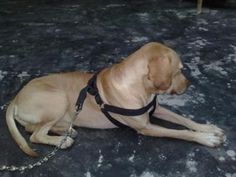 a large brown dog laying on top of a cement floor next to a metal chain