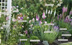 a garden filled with lots of different types of flowers