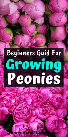 pink flowers with the words beginners guide for growing peonies