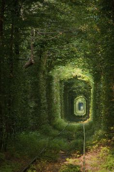 an image of a tunnel in the woods