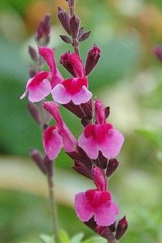 pink flowers with green leaves in the background