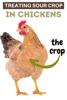 a chicken is shown with the words in chickens and the crop on it's side