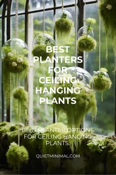 the words best planters for getting hanging plants