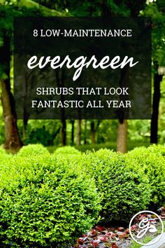 the words 8 low maintenance evergreen shrubs that look fantastic all year