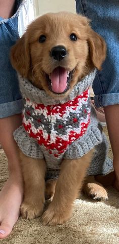 a dog wearing a sweater sitting on the floor