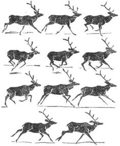 an image of deer running in different directions