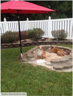 two dogs are sitting in a fire pit under an umbrella on the grass near a fence