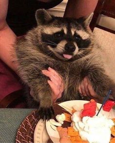 a raccoon sitting on top of a person's lap next to a plate of food