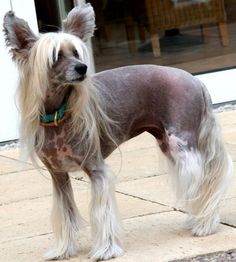 a dog with long hair standing on the sidewalk