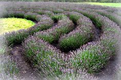 lavender flowers are growing in the middle of a field