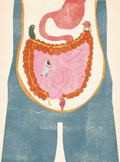 an illustration of the stomach and intestructure of a person's body