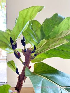 Best Fiddle Leaf Fig Branching Secret: How to Grow Multiple Branches! Prune Fiddle Leaf Tree, Fiddle Fig Tree Care, How To Propagate Fiddle Leaf Fig, Fiddle Leaf Fig Tree Indoor