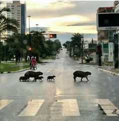 three wild animals crossing the street in front of a man on a motorcycle and some buildings