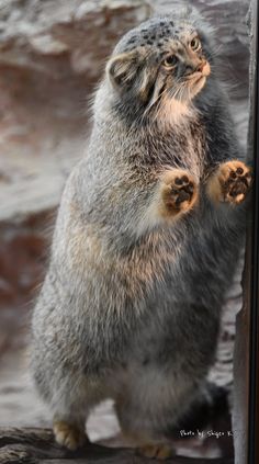 a small animal standing on its hind legs with it's front paws in the air