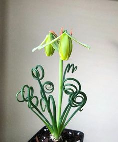 a green plant with two flowers on top of it in a black pot next to a white wall