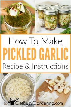 how to make pickled garlic recipe and instructions