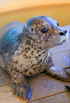 a seal sitting on the ground next to a pair of scissors