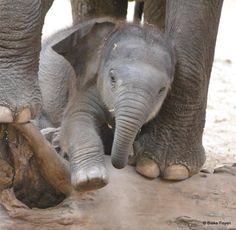 an adult elephant standing next to a baby elephant