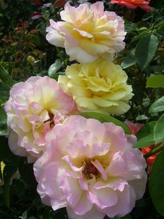 three pink and yellow roses are blooming in the garden