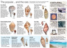 an article about the different types of seashells