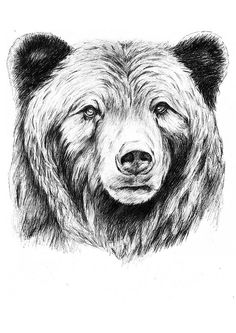 a black and white drawing of a bear's face