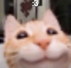 an orange and white cat smiling with the caption'3'in front of it