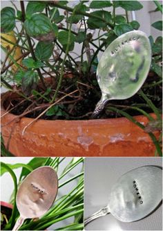 four different pictures with spoons and plants in them