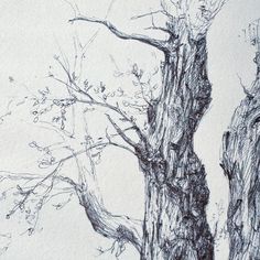 a pencil drawing of a tree with no leaves on it and another tree in the background