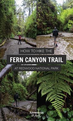 how to hike the fern canyon trail at redwood national park, california state parks and recreation area