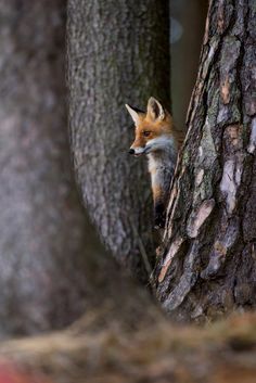 a red fox peeking out from between two trees