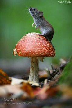 a mouse sitting on top of a mushroom