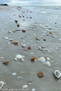 sea shells are on the sand at the beach