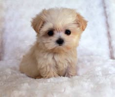 a small white dog sitting on top of a bed