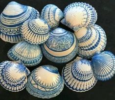 several blue and white seashells on a black surface