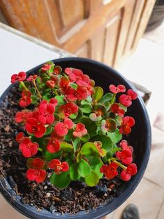 a potted plant with red flowers in it