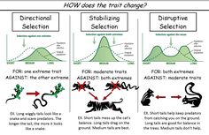 three different types of animal behavior