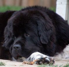 a large black dog laying on the ground next to a white and black dog with it's paw in its mouth