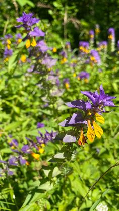 purple and yellow flowers are growing in the grass