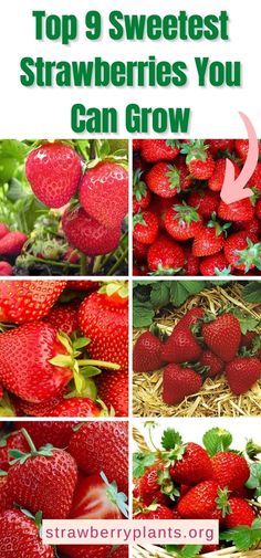 the top 9 sweetest strawberries you can grow from seed to fruit, including strawberries