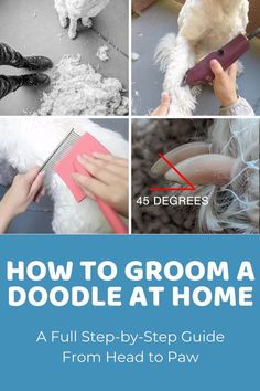 how to groom a poodle at home step by step guide from head to paw