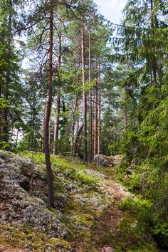 a trail in the woods with lots of trees