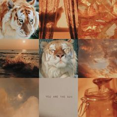 a collage of pictures with different animals and the words you are the sun on them