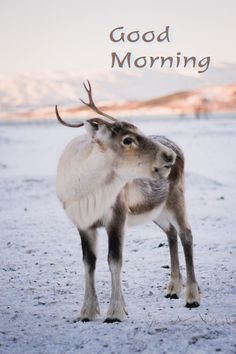 a goat standing on top of a snow covered ground next to the words good morning