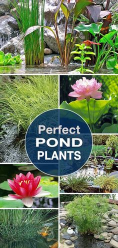 different types of plants and flowers in the garden with text overlay that reads perfect pond plants