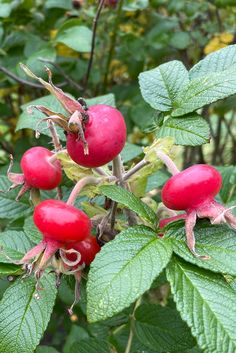 I love Rosa rugosa for the sweet scented summer flowers but mostly for these gorgeous hips! 💚 Rosa Rugosa, Poppy Pods, Rose Hips