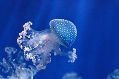 a blue and white jellyfish swimming in an aquarium - stock photo -'s