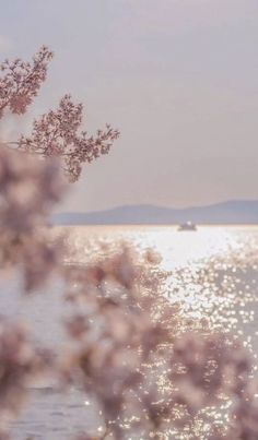 the sun shines on the water as boats are in the distance behind some pink flowers