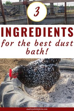 chickens in an enclosure with text overlay that reads 3 ingredients for the best aust bath