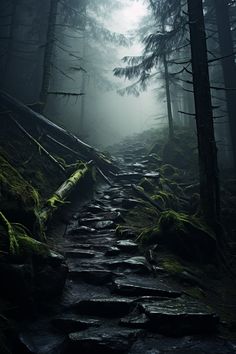 a path in the middle of a forest with moss growing on it's sides